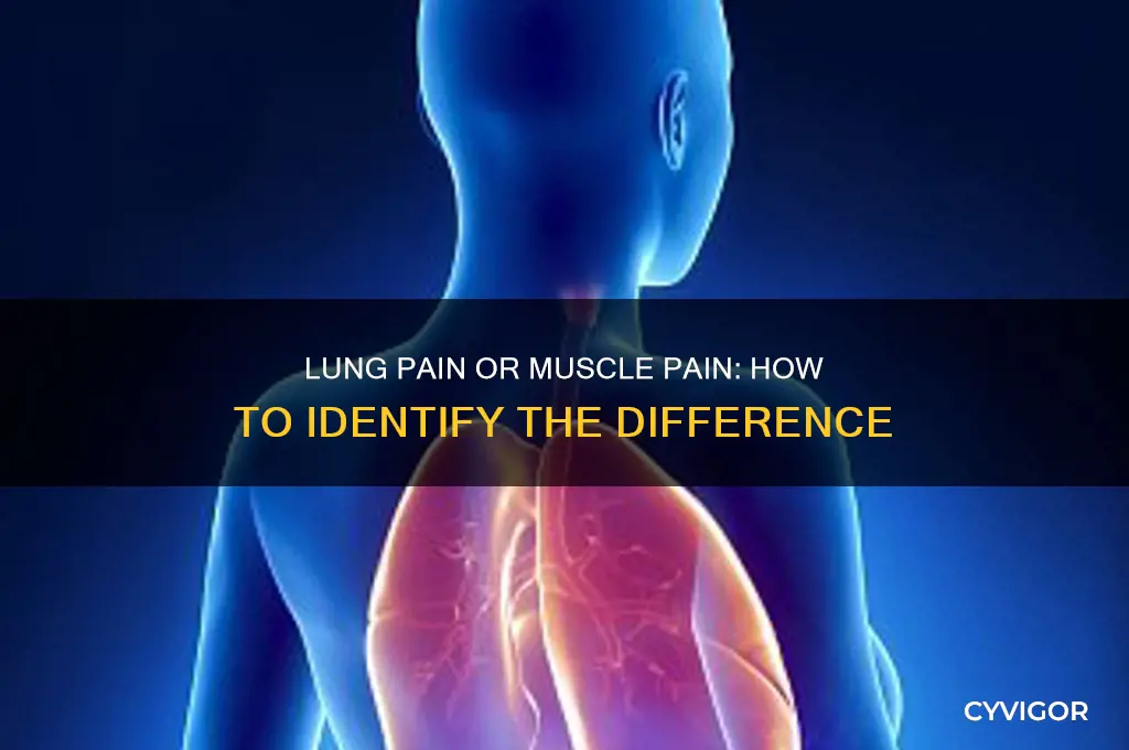 how to tell if its lung pain or muscle pain