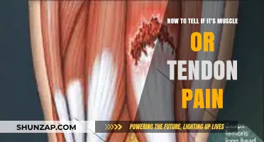 Muscle or Tendon Pain: Identifying the Source and Relief