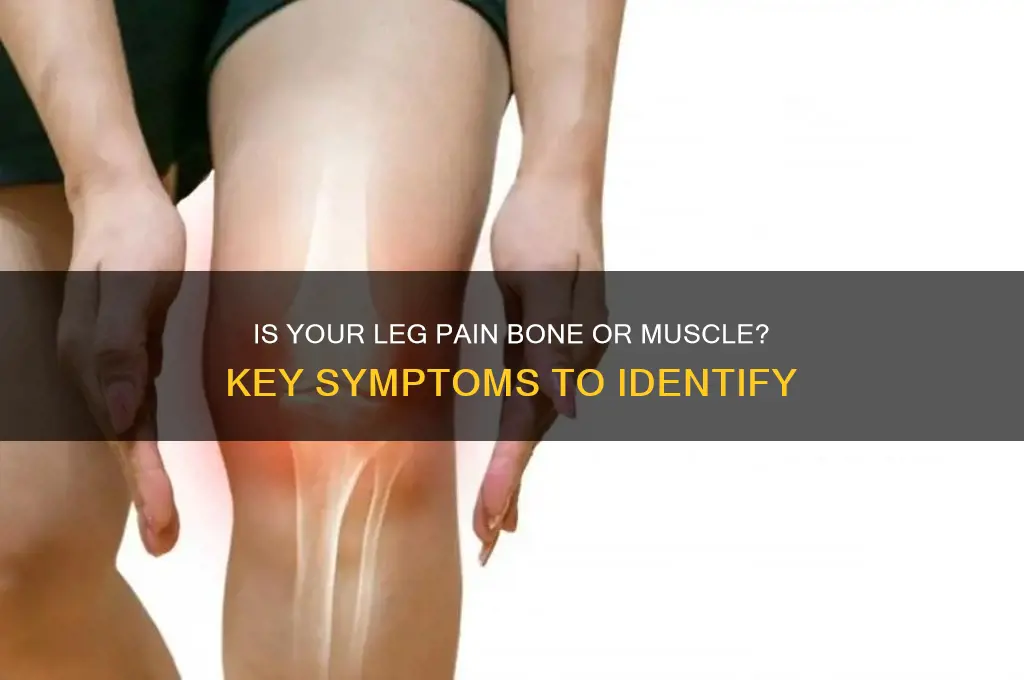 how to tell if leg pain is bone or muscle