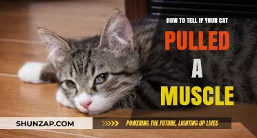 Signs Your Cat Pulled a Muscle: What to Look For