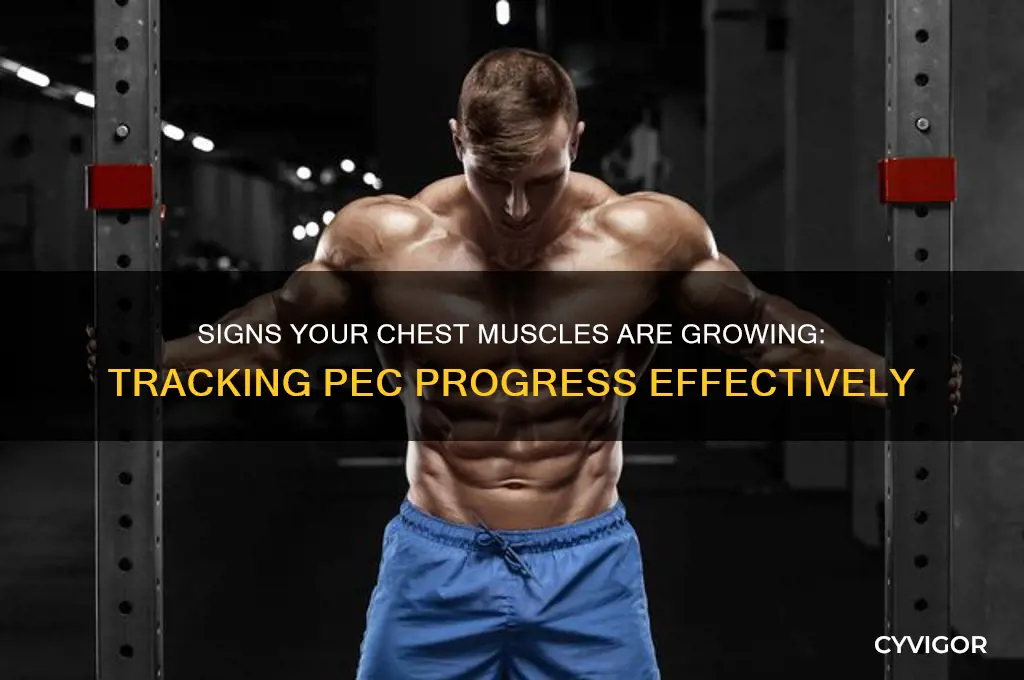 how to tell if your chest muscles are growing
