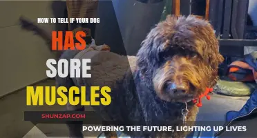 Spotting Sore Muscles in Dogs: Signs and Solutions for Relief