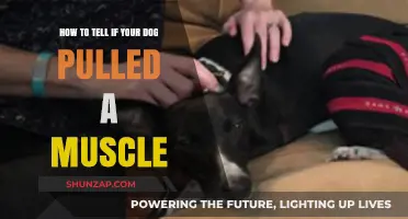 Spotting Muscle Strains: Signs Your Dog Pulled a Muscle