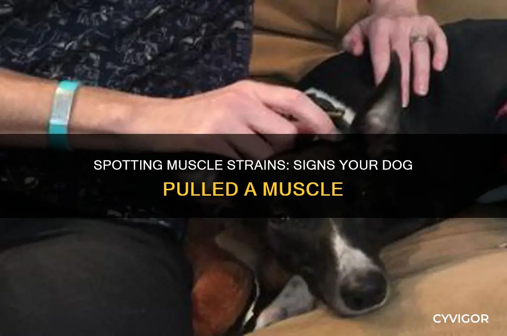 how to tell if your dog pulled a muscle