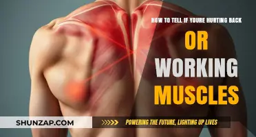 Back Pain or Muscle Gain? How to Tell the Difference