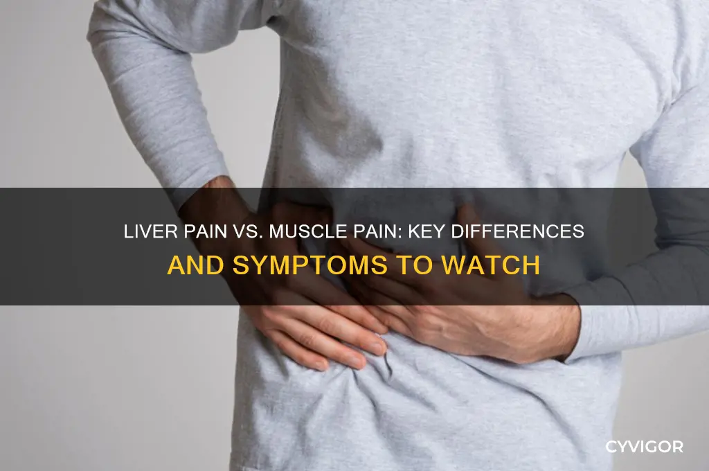 how to tell liver pain from muscle pain