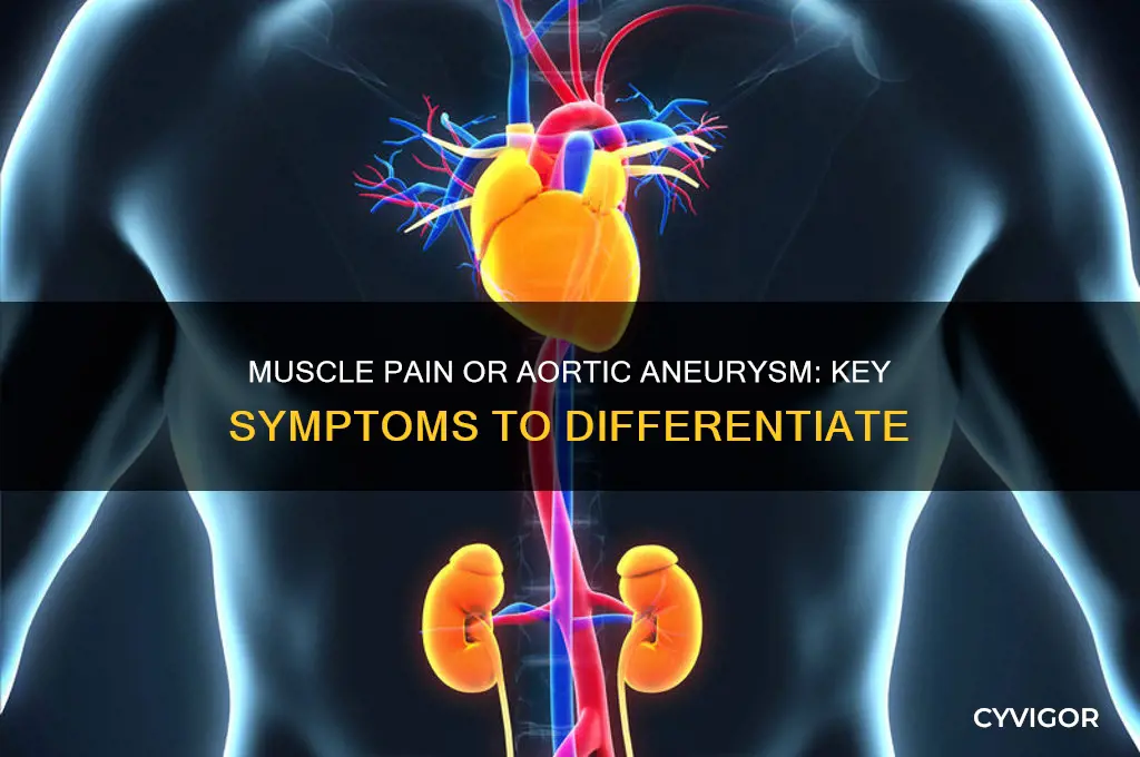 how to tell muscle pain from aortic aneurysm