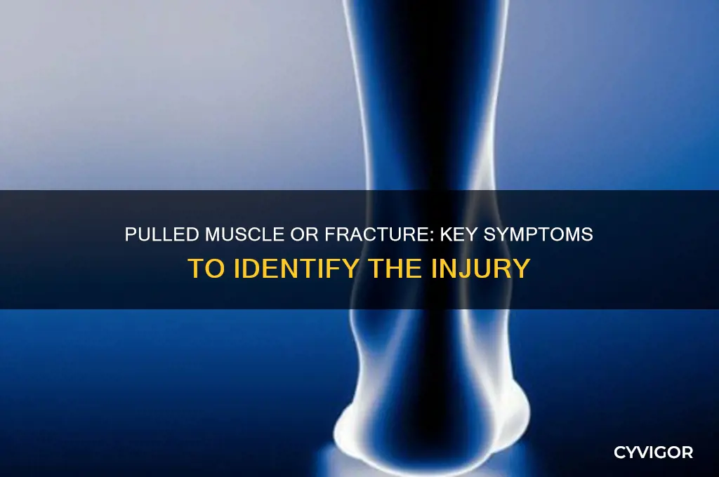 how to tell the difference between pulled muscle and fracture
