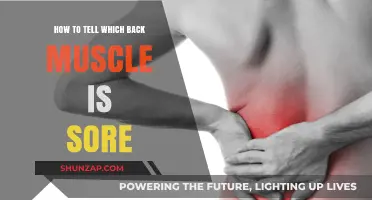 Identifying Sore Back Muscles: A Guide to Pinpointing the Pain