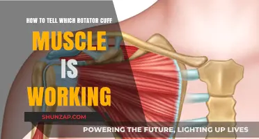Identifying Active Rotator Cuff Muscles: A Practical Guide for Fitness Enthusiasts