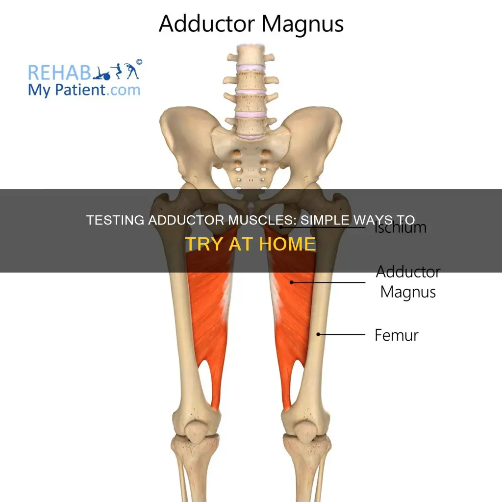 how to test adductor muscles