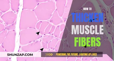 Building Muscle Fibers: Strategies for Thickness and Strength