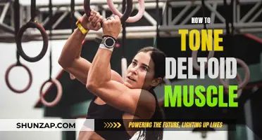 Deltoid Muscle Toning: Effective Strategies for Shoulder Definition