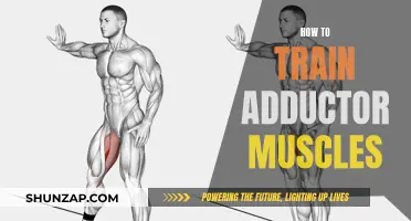 Training Adductor Muscles: Techniques for Strength and Stability