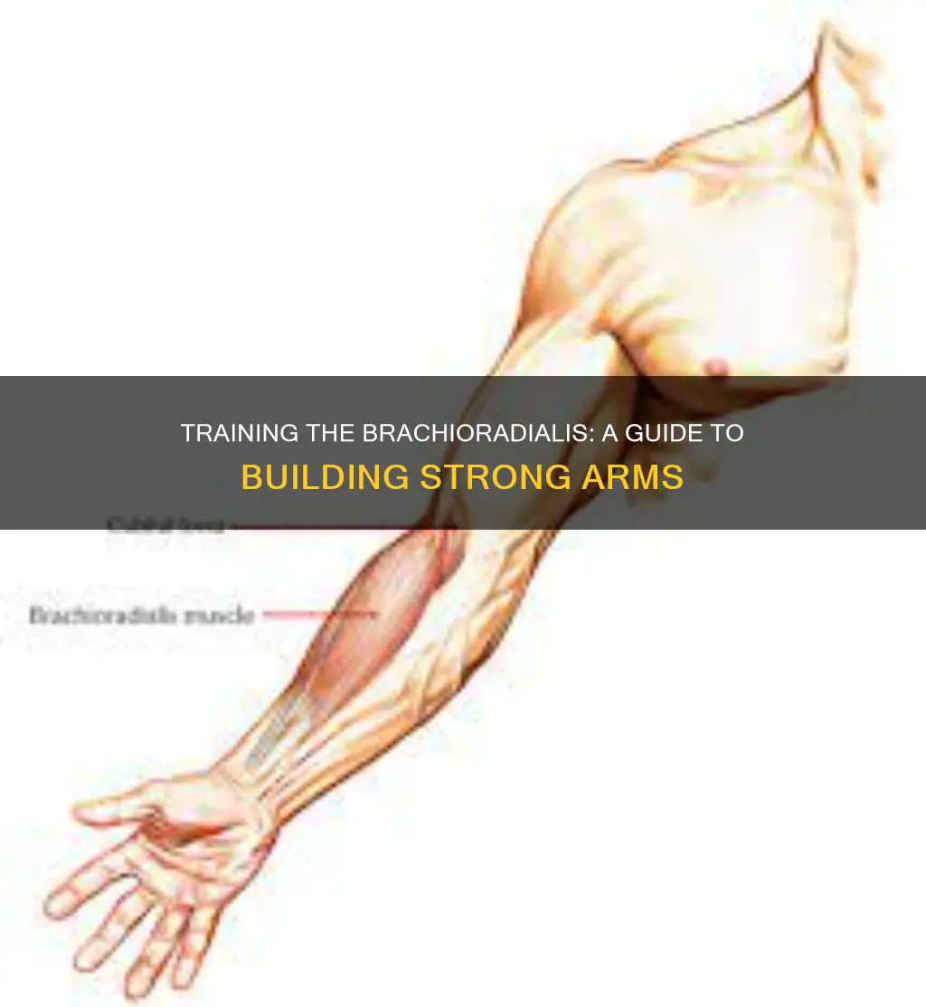 how to train brachioradialis muscle
