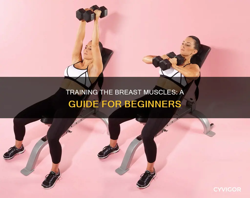 how to train breast muscles