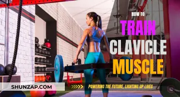 Training the Clavicle Muscle: A Comprehensive Guide