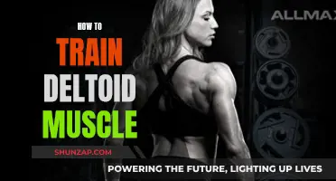 Training the Deltoid Muscle: A Comprehensive Guide