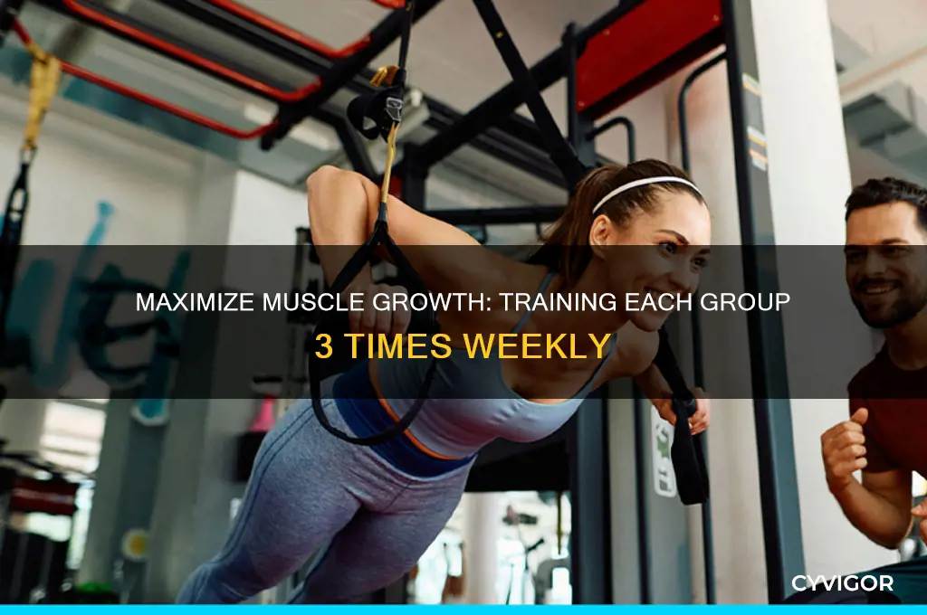 how to train each muscle group 3 times a week