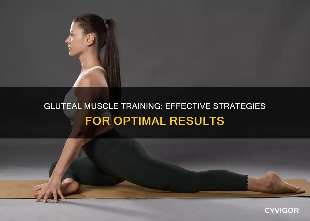 how to train gluteal muscle