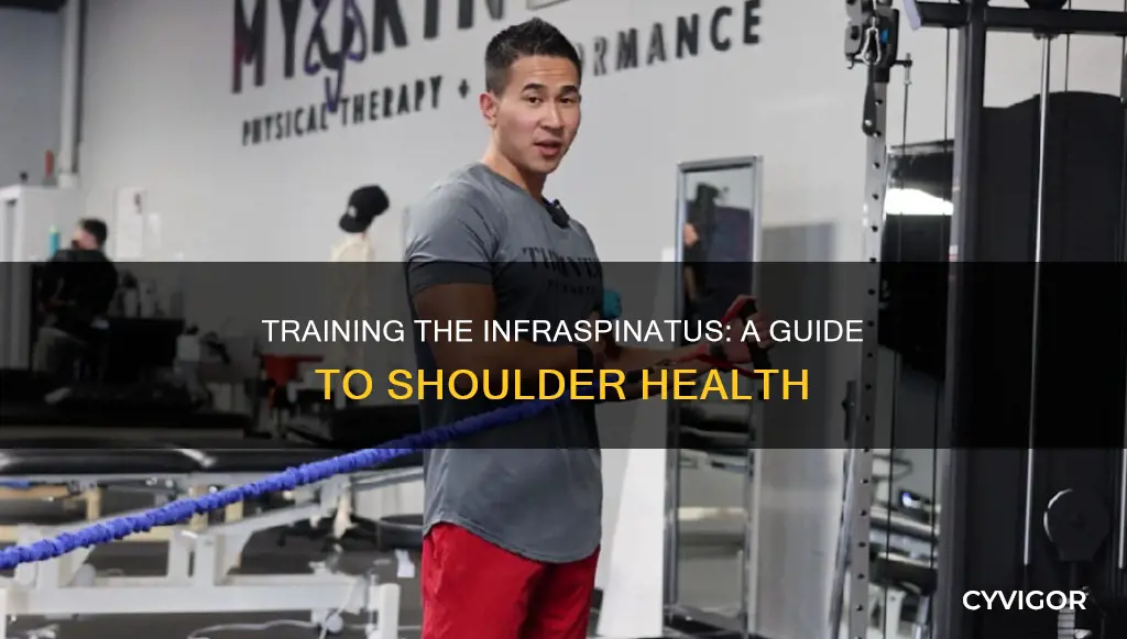 how to train infraspinatus muscle
