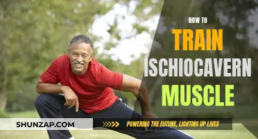 Strengthen Your Ischiocavernosus Muscle: Tips and Tricks