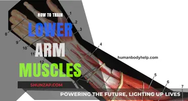 Effective Lower Arm Muscle Training: Techniques and Exercises for Strength