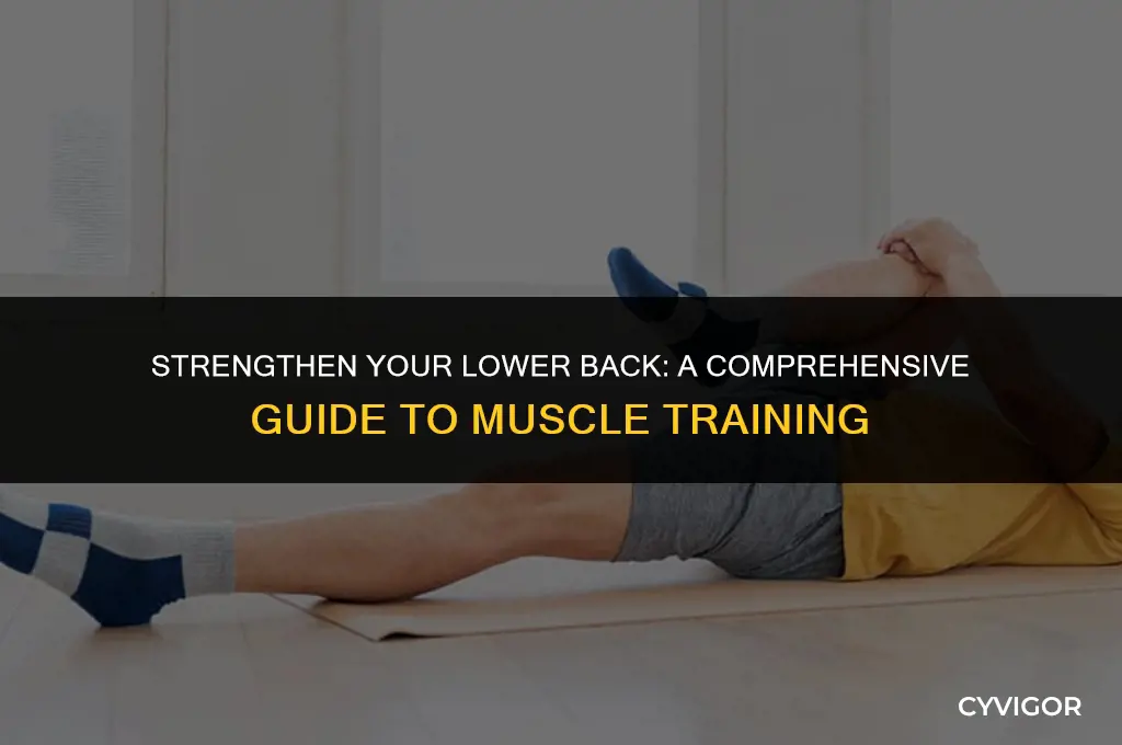 how to train lower back muscles