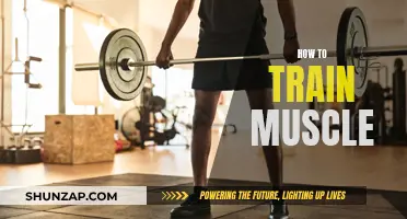 Building Muscle: Effective Training Techniques for Beginners