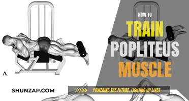 Training the Popliteus Muscle: A Guide to Isolation and Strengthening