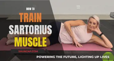 Training the Sartorius Muscle: A Comprehensive Guide
