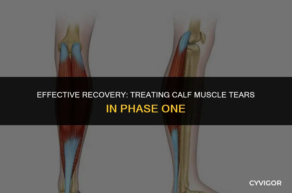 how to treat a calf muscle tear phase 1