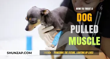Effective Ways to Treat and Heal Your Dog's Pulled Muscle