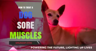 Effective Remedies for Relieving Your Dog's Sore Muscles at Home