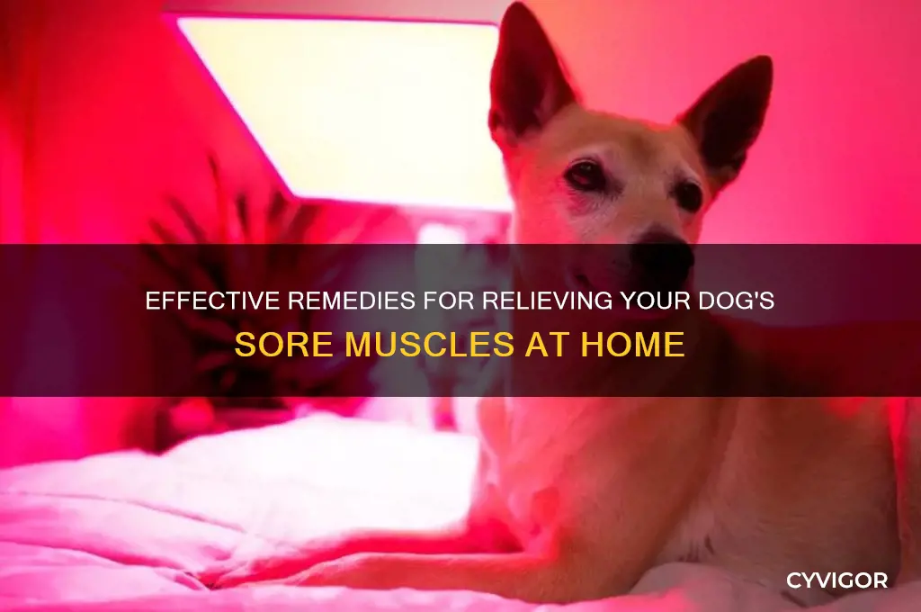 how to treat a dog sore muscles