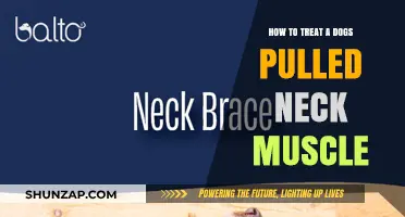 Effective Ways to Treat Your Dog's Pulled Neck Muscle at Home