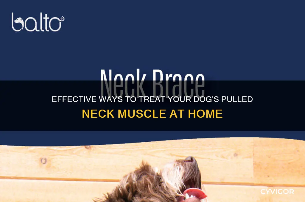 how to treat a dogs pulled neck muscle