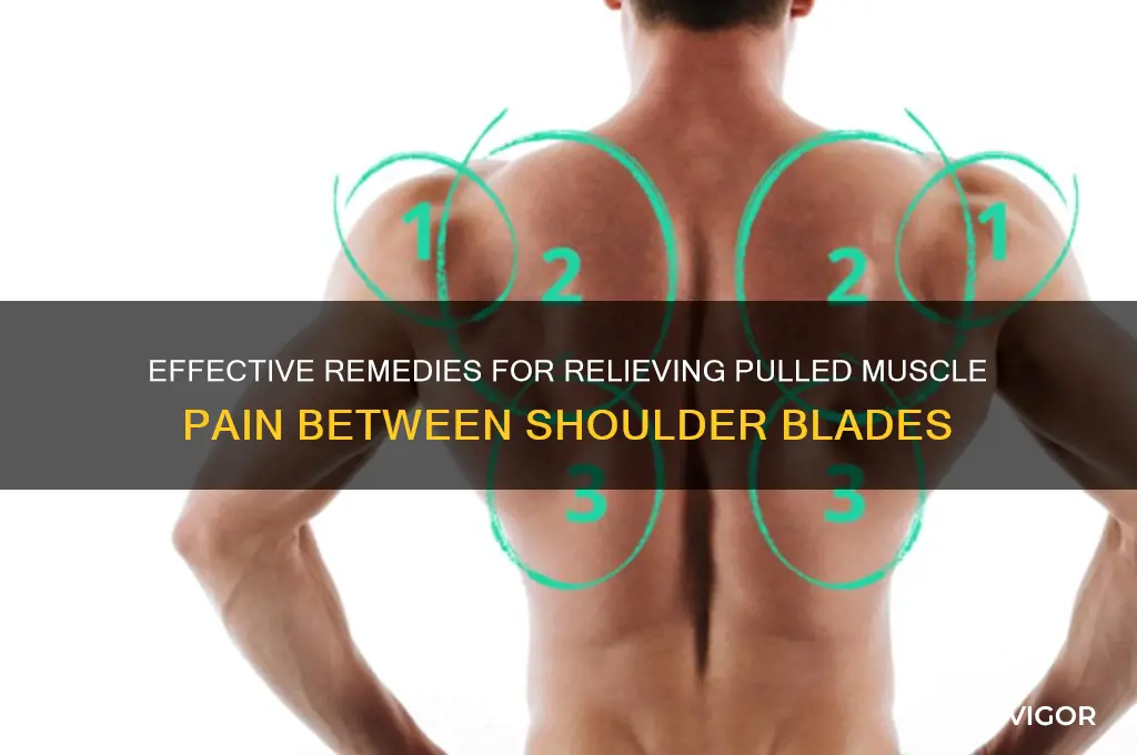 how to treat a pulled muscle between shoulder blades