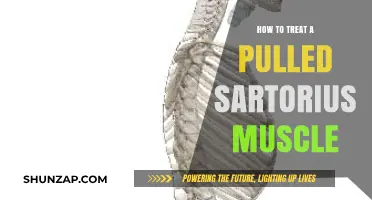 Effective Treatment Strategies for Pulled Sartorius Muscle Recovery and Relief