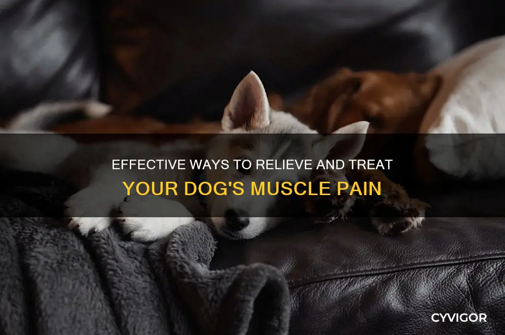 how to treat dog muscle pain