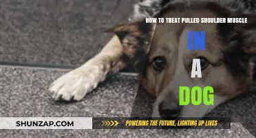 Treating Your Dog's Pulled Shoulder Muscle: Effective Care and Recovery Tips