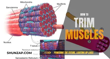 Trimming Your Muscles: A Step-by-Step Guide to Success