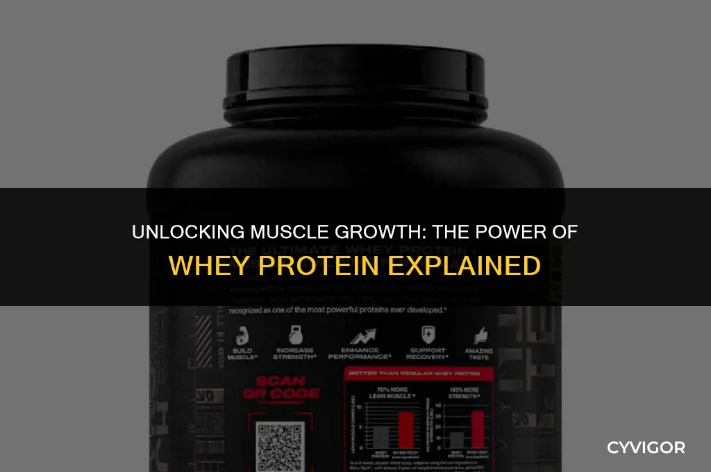 how to use whey protein to build muscle