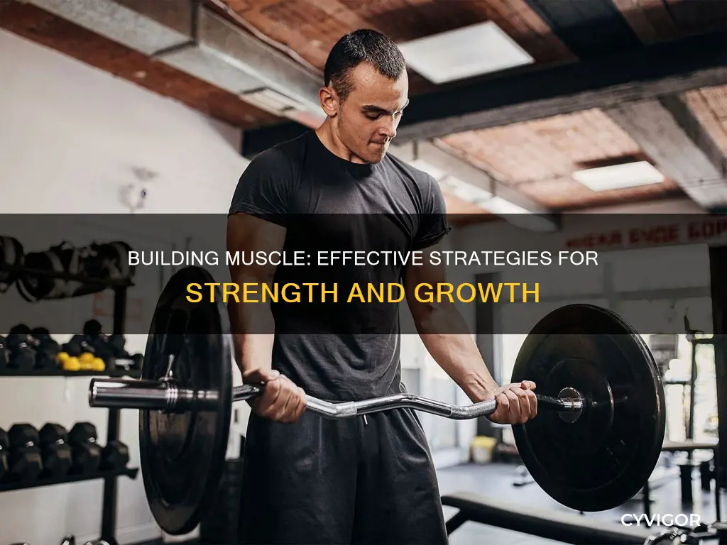 how to vuild muscle