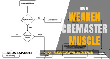 Weakening the Cremaster Muscle: Techniques and Strategies