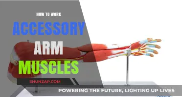 Sculpt Stronger Arms: Targeting Accessory Muscles for Balanced Growth