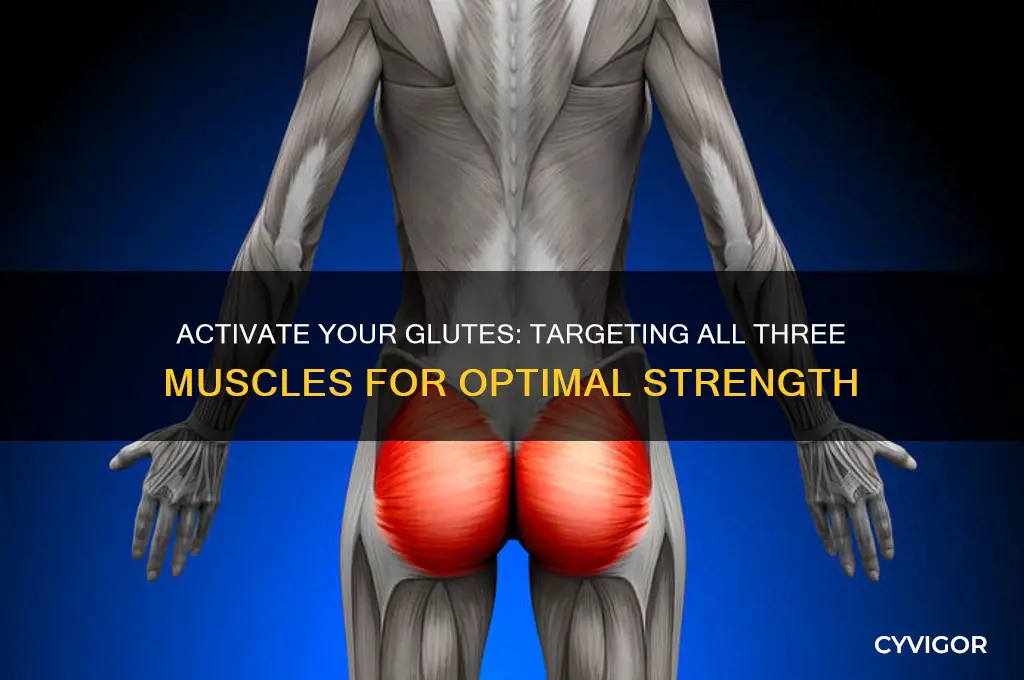 how to work all 3 glute muscles