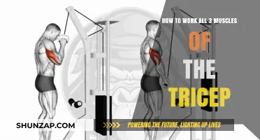 Maximize Tricep Growth: Targeting Long, Lateral, and Medial Heads