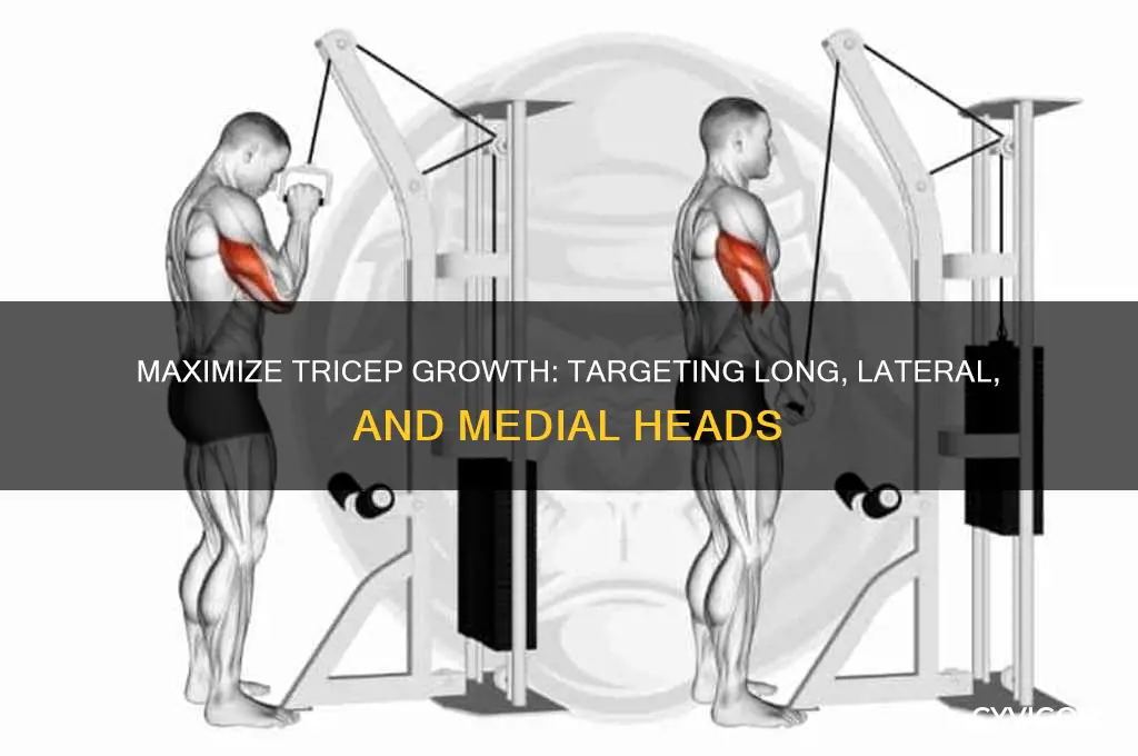 how to work all 3 muscles of the tricep