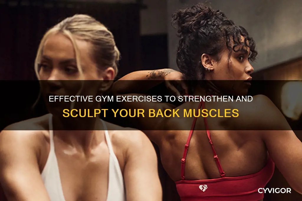 how to work back muscles at the gym